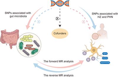 Genetic insights into the gut microbiota, herpes zoster, and postherpetic neuralgia: a bidirectional two-sample Mendelian randomization study